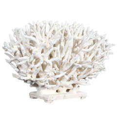 Large White Coral Centerpiece