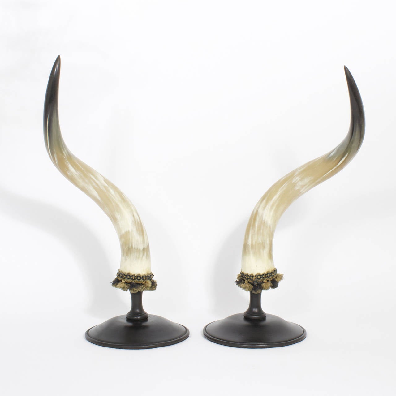 Large and formidable pair of steer or bull horns with bold dramatic form and polished to a sophisticated glow, trimmed with tassels and mounted on ebonized wood classical bases. As occurs in nature, one horn is an inch shorter. The measurements