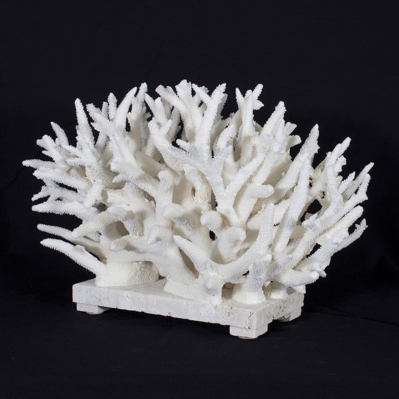 A white coral staghorn sculpture, many pieces of white staghorn coral, carefully selected, hand cut and artistically assembled on coquina stone, creating this dynamic coral stone sculpture.