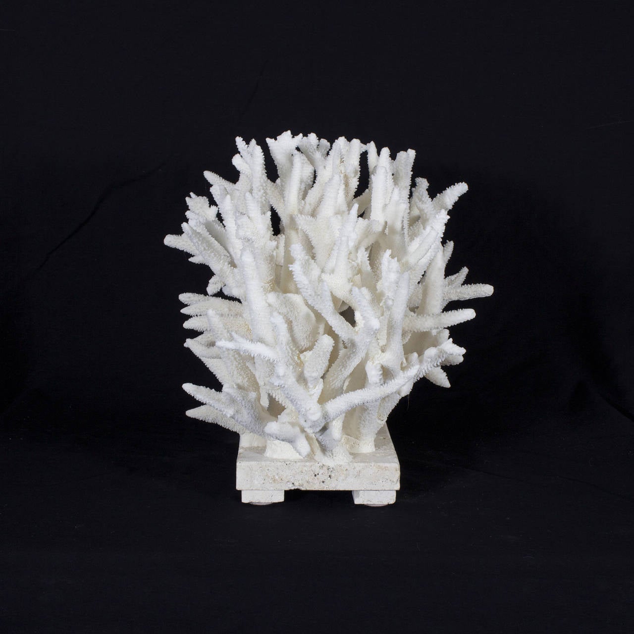 Rustic White Staghorn Coral Sculpture