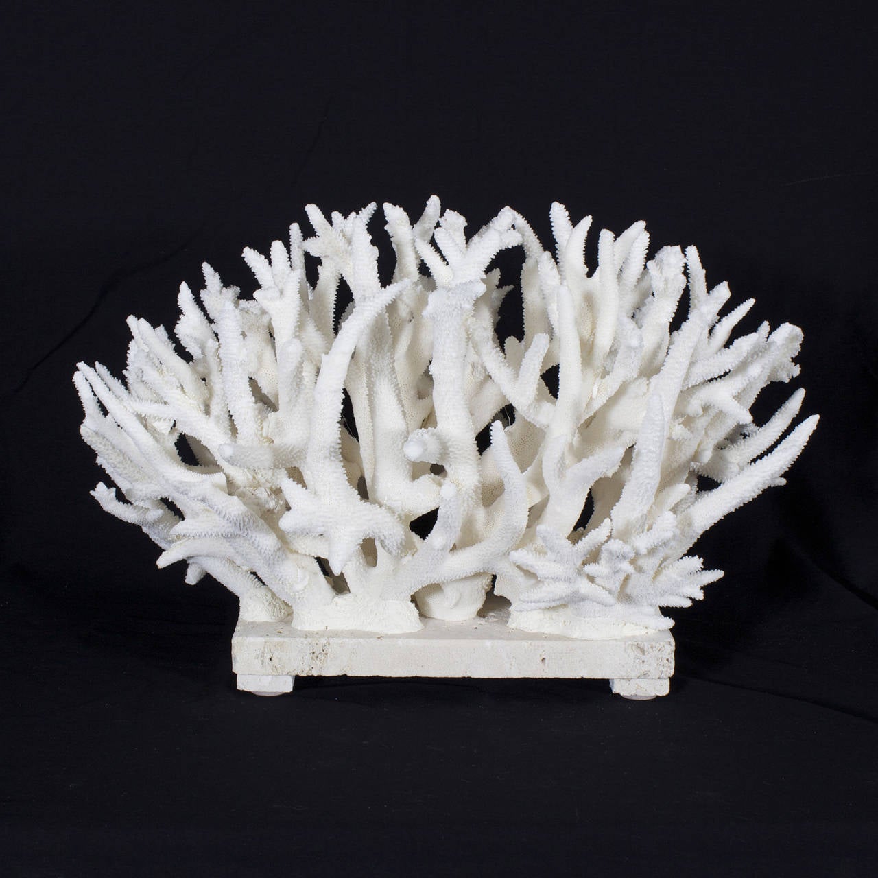 Solomon Islands White Staghorn Coral Sculpture