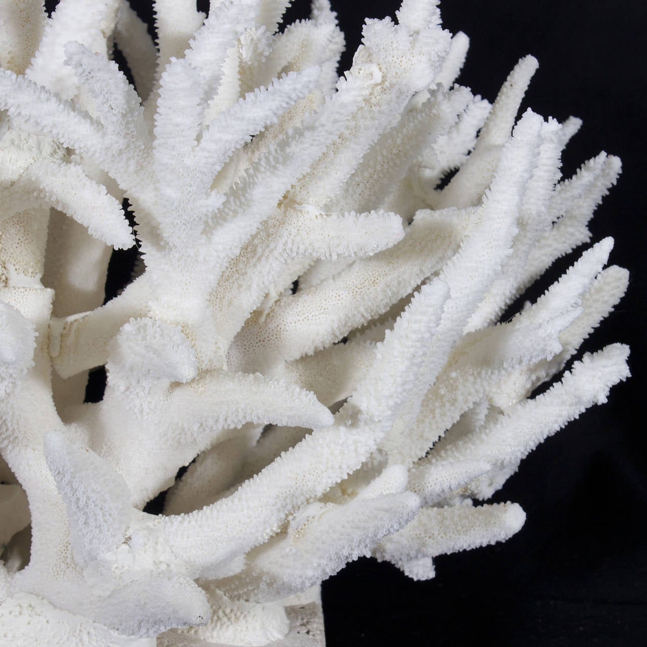 White Staghorn Coral Sculpture 1