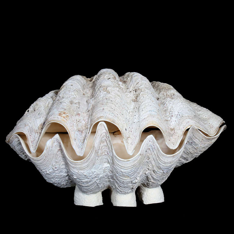This a large two-piece clam, rare to find the top and bottoms together in such a large clam. A small base had been added to stabilize the clam. Fantastic organic texture to the shell, with a clean interior. Great to use as a sculpture or remove the