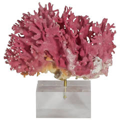 Rare Pink Coral Specimen on a Lucite Base