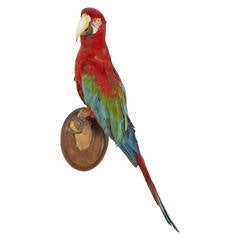 Victorian Style Taxidermy Parrot