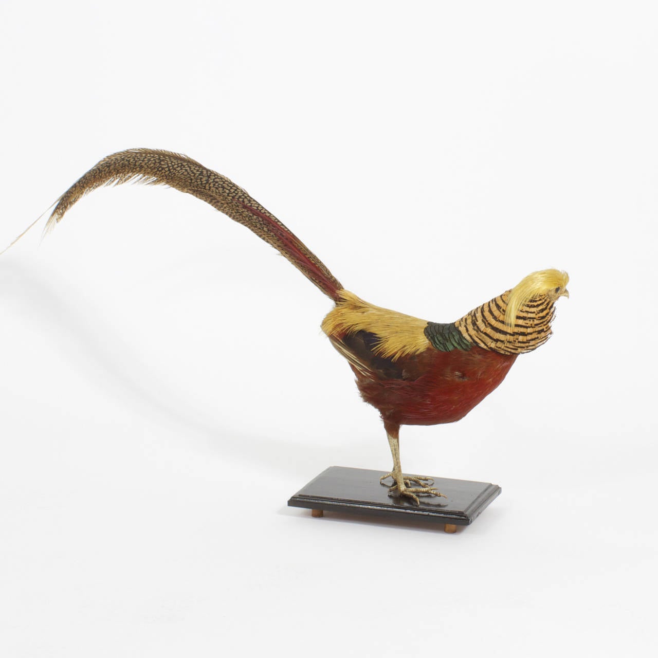 Here is a Victorian taxidermy pheasant with attitude. This bird is decked out in royal colored feathers of deep red and gold with a touch of brown with a graceful arched tail in brown and tan stripes and sporting a lock of blond on its head. Mounted