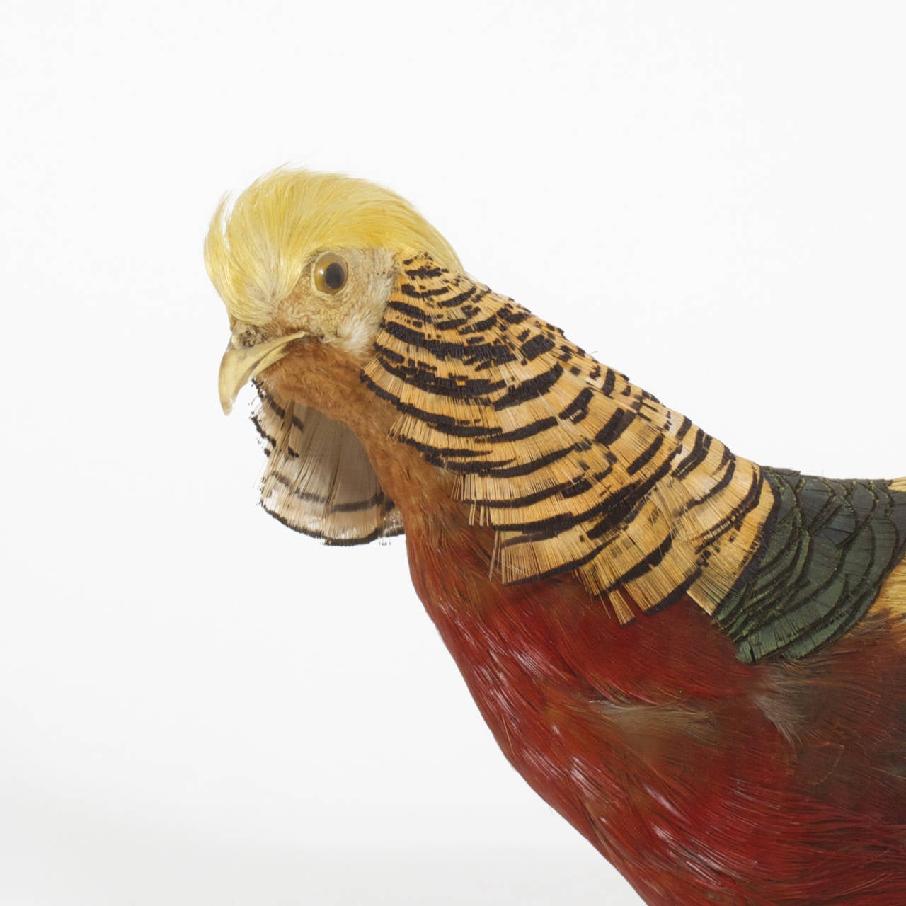 20th Century Victorian Taxidermy Chinese Pheasant