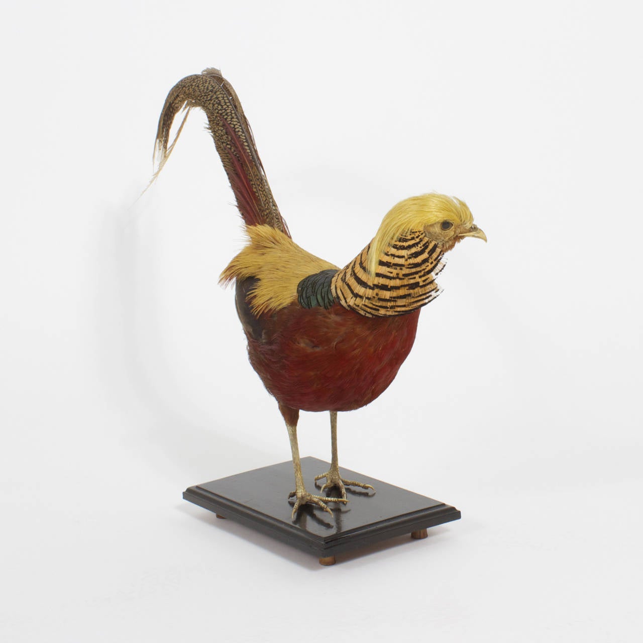 English Victorian Taxidermy Chinese Pheasant
