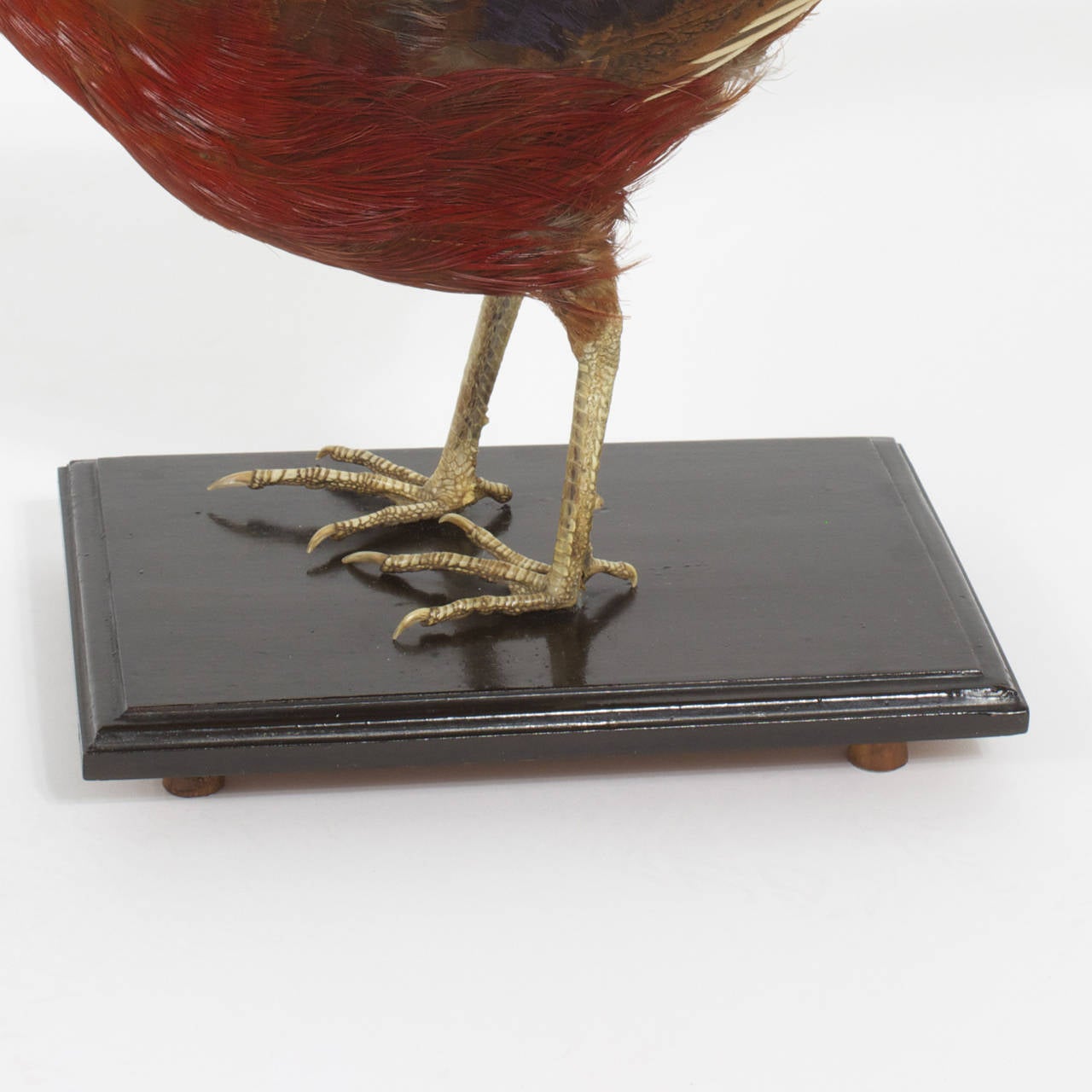 Victorian Taxidermy Chinese Pheasant 1