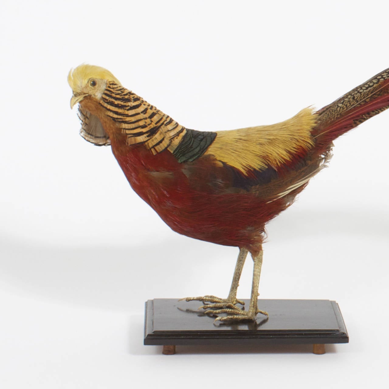 Victorian Taxidermy Chinese Pheasant In Excellent Condition In Palm Beach, FL