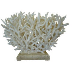 Large and Spectacular Staghorn Coral Sculpture or Centerpiece