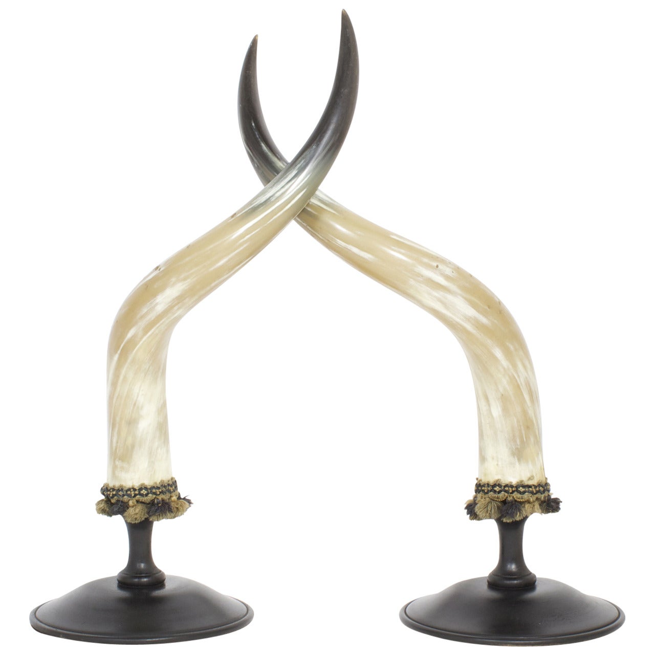 Mid-Century Pair of Large and Dramatic Polished Horns on Mounts For Sale
