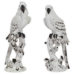 Pair of Terra Cotta Black and White Majolica Parrots