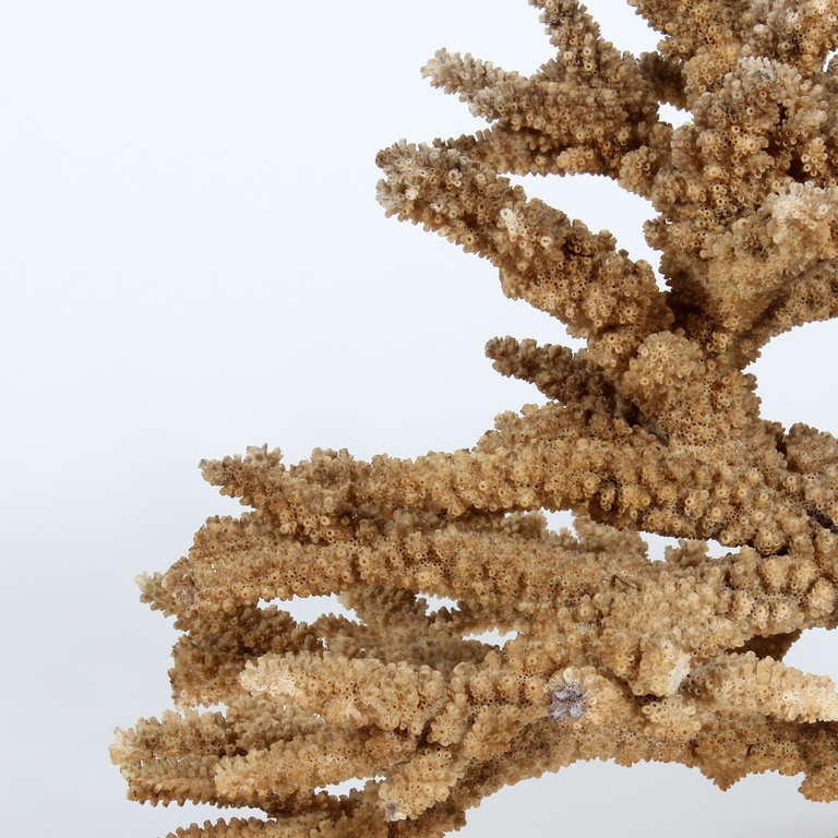20th Century Mounted Natural Dark Branch Coral