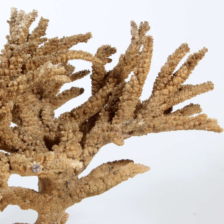 Mounted Natural Dark Branch Coral 1