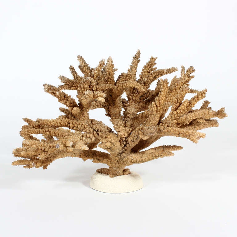 A large piece of natural colored branch coral mounted on a composite base. Beautiful color and texture.

The deeper the coral grows in the sea, the darker the color, hence the rarity of this particular piece.

Fab coral on our professional