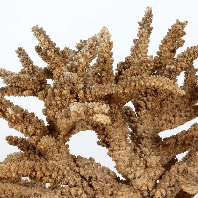 Mounted Natural Dark Branch Coral In Excellent Condition In Palm Beach, FL