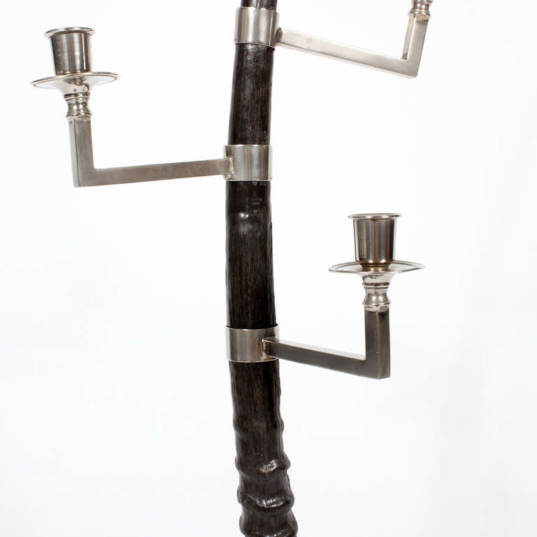 French Pair of Large Oryx Horn Three-Arm Candelabra For Sale