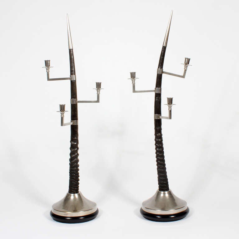 A pair of large oryx horn three-arm candelabra, with silvered adjustable arms, tips and bases, all on ebonized turned wood bases.

 