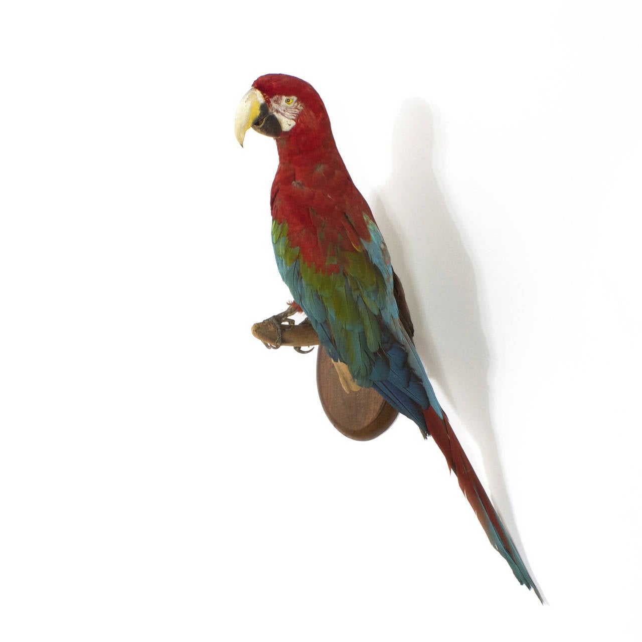 Expert example of taxidermy from the Victorian era, this parrot or Macaw is well preserved and still showing off its red, green and blue plumage in a dignified way. This tropical bird display features glass eyes and is perched on a wood branch,