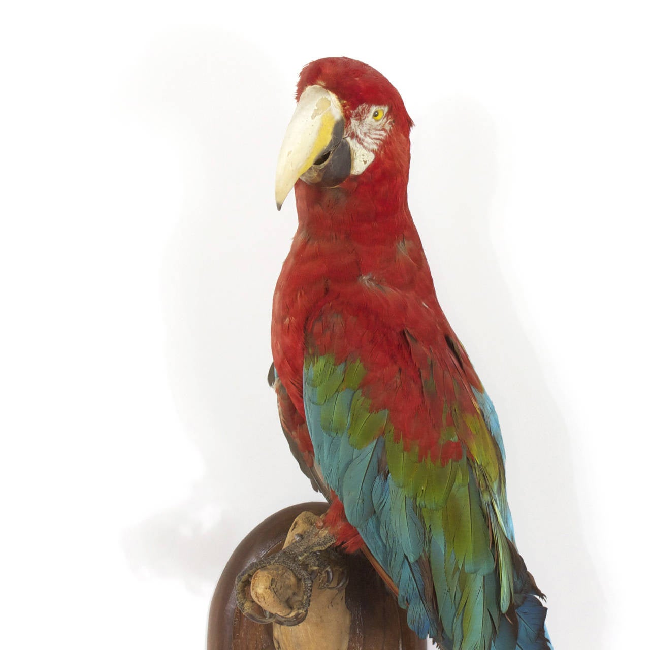 American Victorian Style Taxidermy Parrot