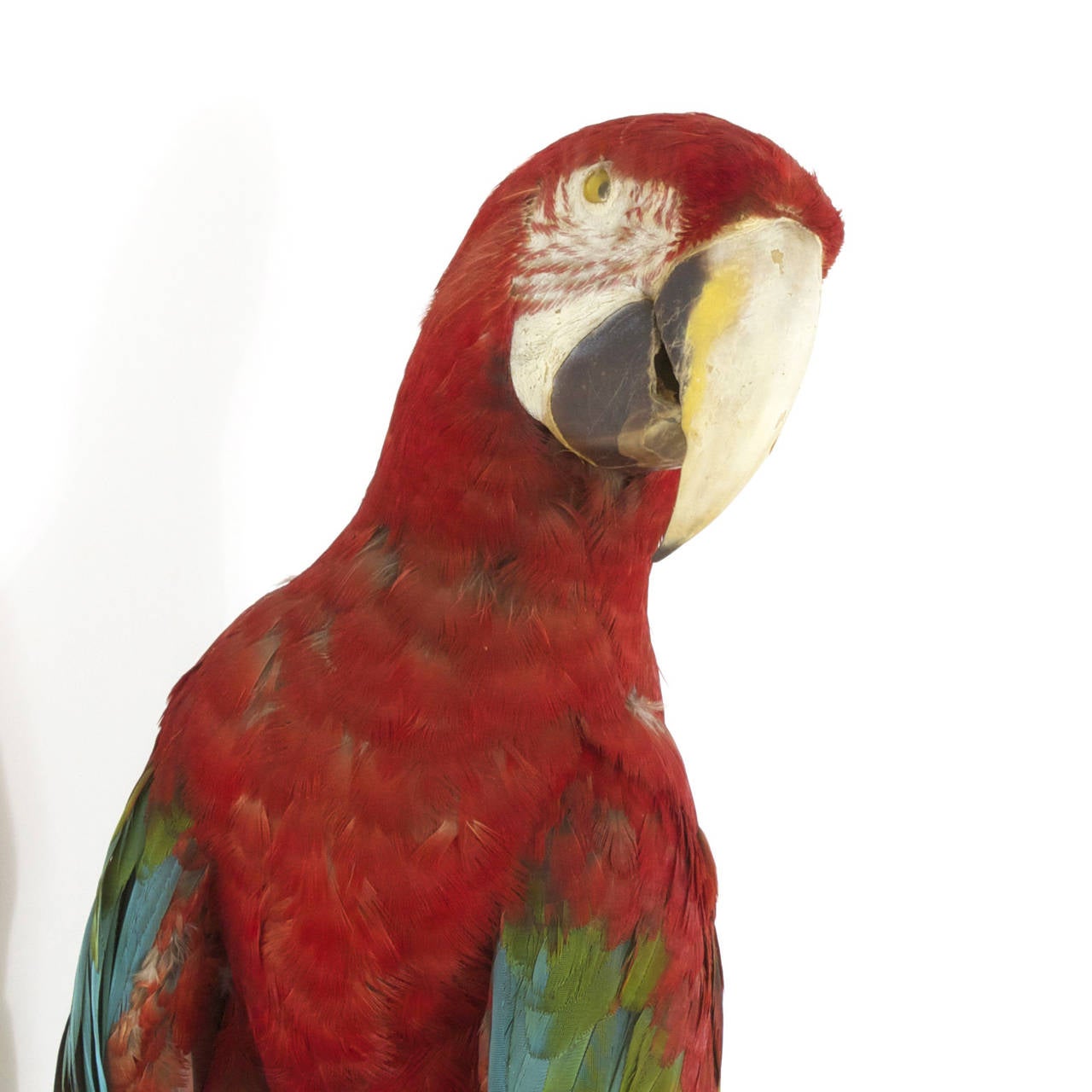 20th Century Victorian Style Taxidermy Parrot