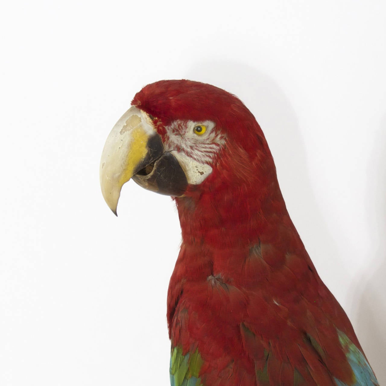 Victorian Style Taxidermy Parrot In Excellent Condition In Palm Beach, FL