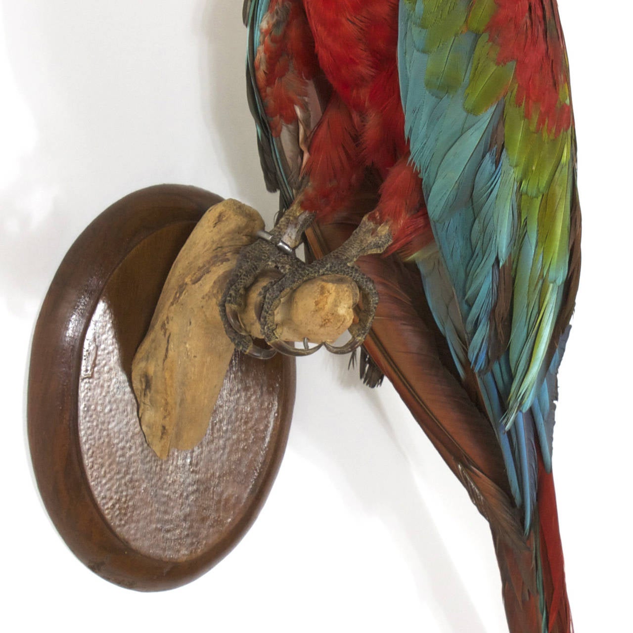 Victorian Style Taxidermy Parrot 1