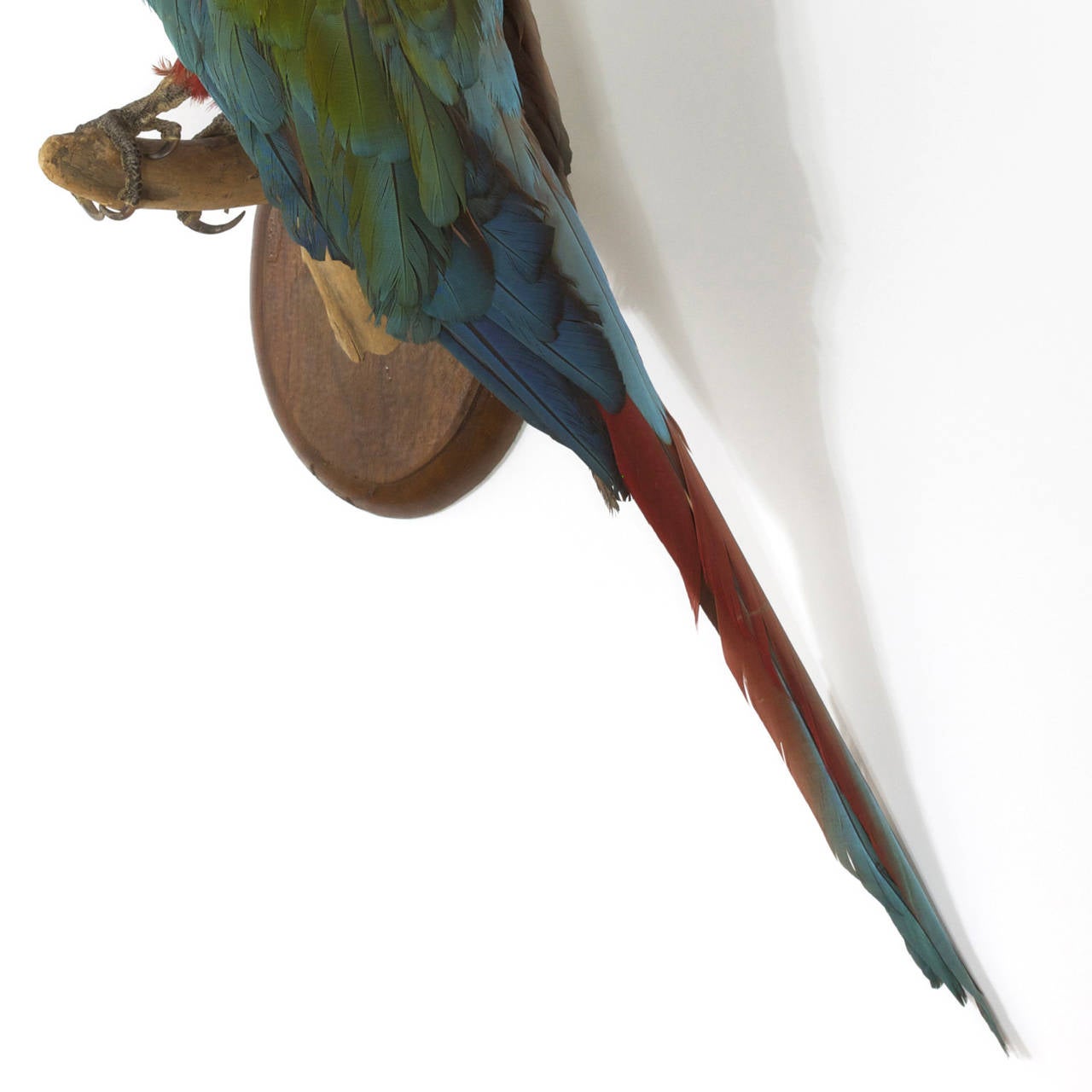 Victorian Style Taxidermy Parrot 2
