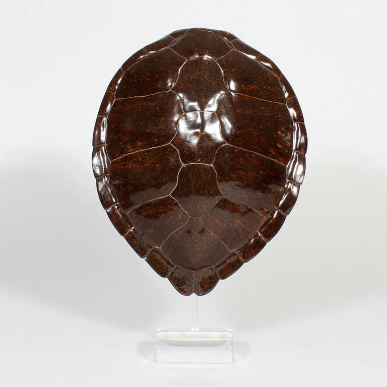 An excellent job of capturing the essence of a turtle shell, in fiberglass. Great surface and wonderful design, even the underside of the carapace is well done. Mounted with a Lucite rod and base. 
Signed by the maker Jean Roy.

 