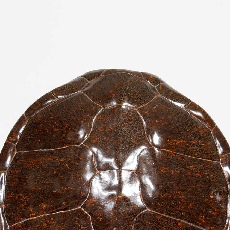 Organic Modern Faux Turtle Shell Mounted on a Lucite Stand