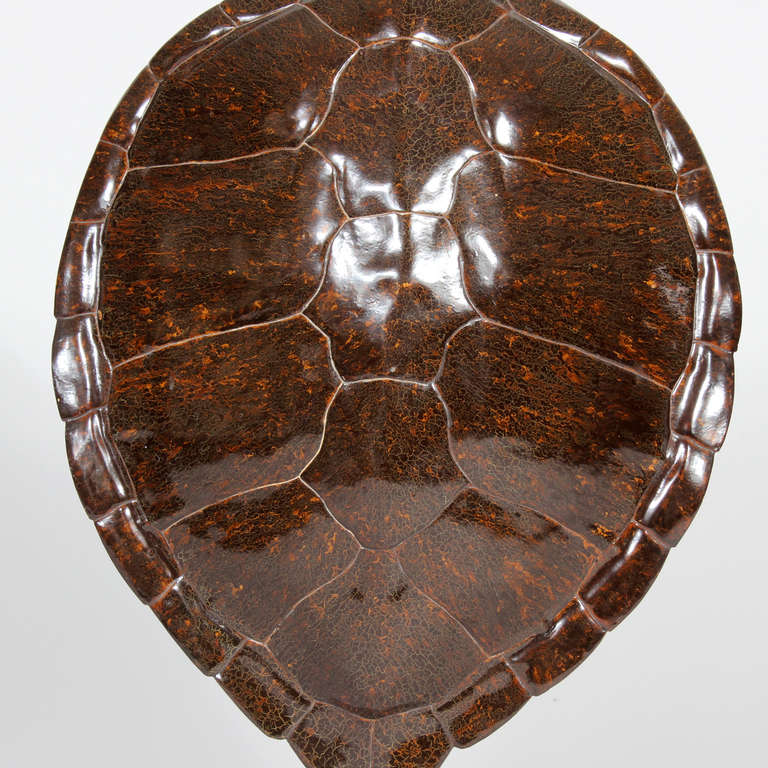 American Faux Turtle Shell Mounted on a Lucite Stand