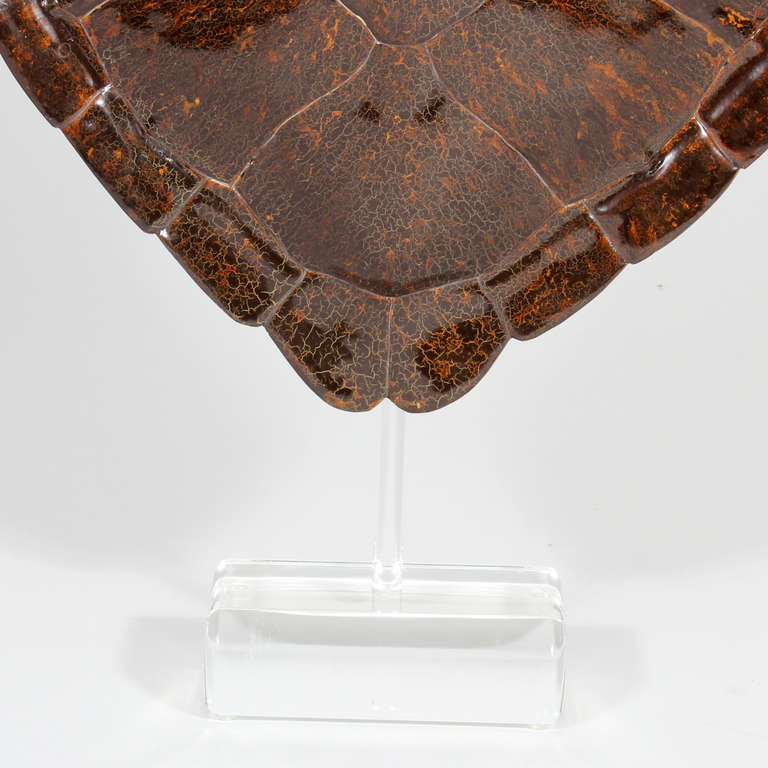 Faux Turtle Shell Mounted on a Lucite Stand In Excellent Condition In Palm Beach, FL