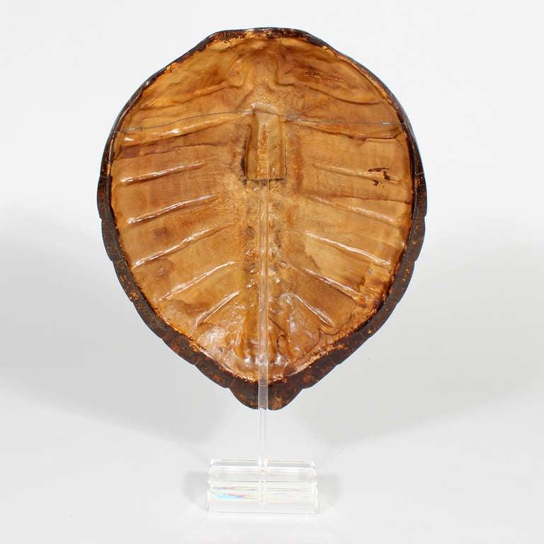 Faux Turtle Shell Mounted on a Lucite Stand 1