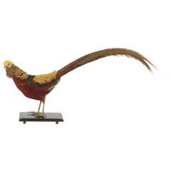 Victorian Taxidermy Chinese Pheasant
