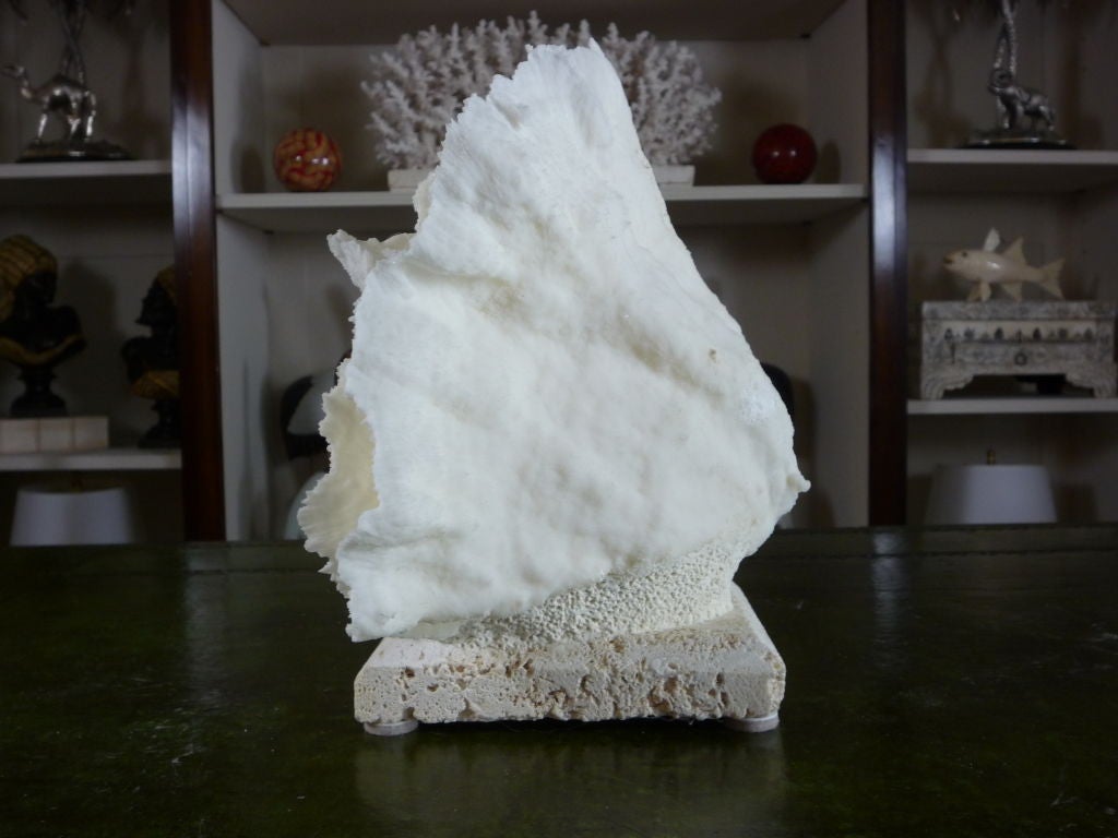 Perfect for a shelf or bookcase, this merulina coral centerpiece is mounted on coquina stone. Contemporary.
