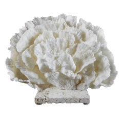 Small and Sweet Merulina Coral Centerpiece