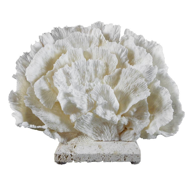 Small and Sweet Merulina Coral Centerpiece