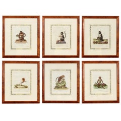 Antique A Set of 6 Hand Colored Early 19th C. Monkey Prints