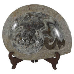 Ancient Polished Fossil, Perhaps  a Nautilus Embedded in Stone