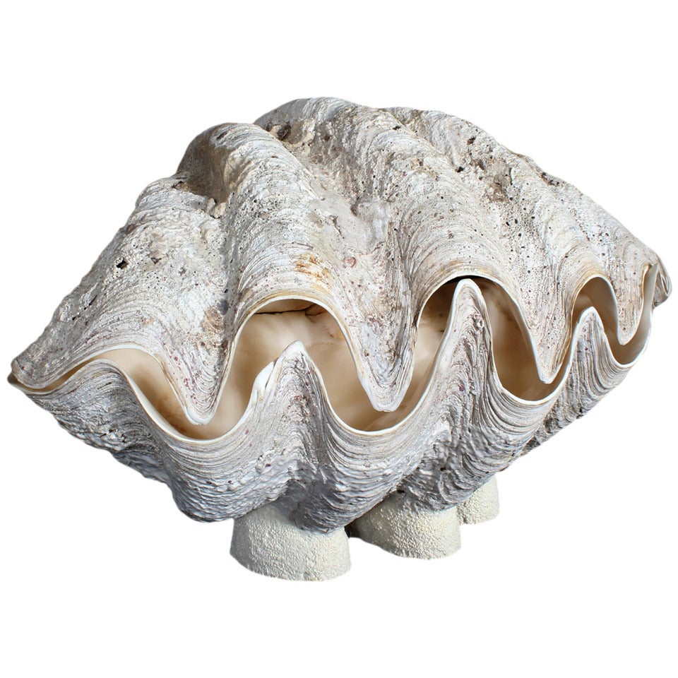 Two Part Full Bodied Large Gigas Clam on Base