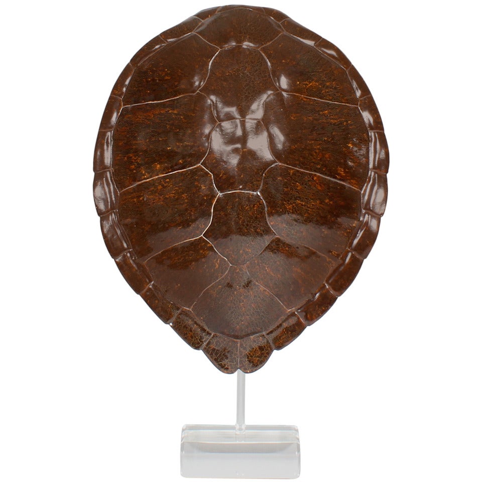 Faux Turtle Shell Mounted on a Lucite Stand