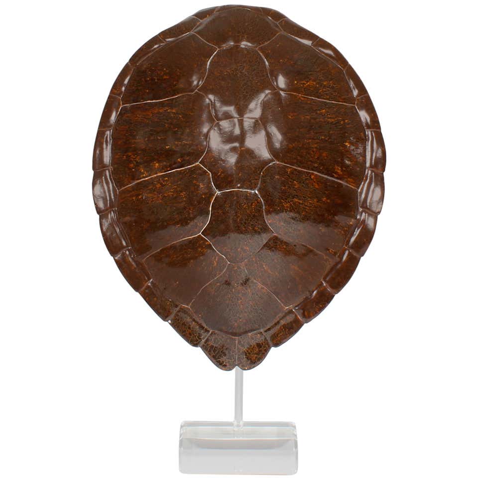 Faux Turtle Shell Mounted on a Lucite Stand at 1stDibs | turtle shell ...