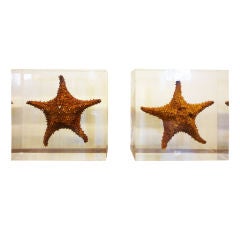 Retro Pair of Starfish Encased in Lucite Possibly Book Ends