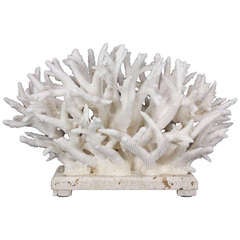 White Staghorn Coral Centerpiece