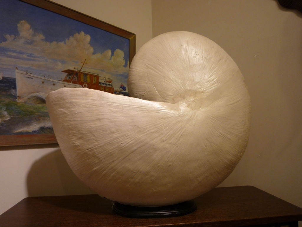 A very large and impressive fiberglass nautilus shell mounted on an ebonized wood base. Perfect for beach towels, or to add sparkle to the seaside cottage.

 