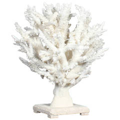 Spectacular Branch Coral Sculpture