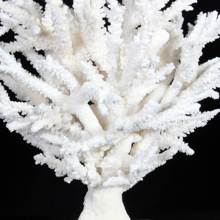 Contemporary Spectacular Branch Coral Sculpture