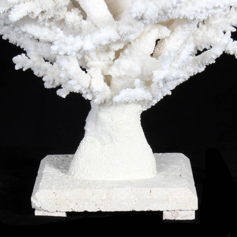 Spectacular Branch Coral Sculpture 1