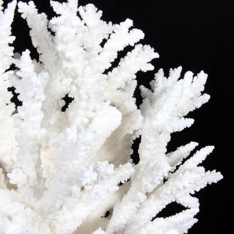 Spectacular Branch Coral Sculpture In Excellent Condition In Palm Beach, FL